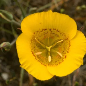 Calochortus clavatus recurvifolius