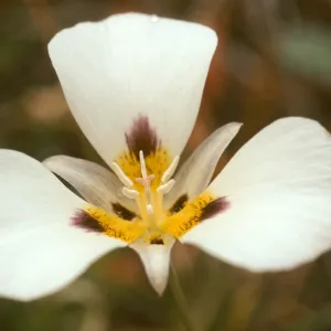 Calochortus leichtlinii