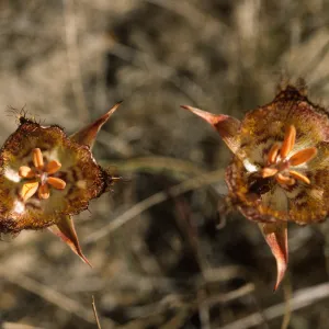 Calochortus weedii
