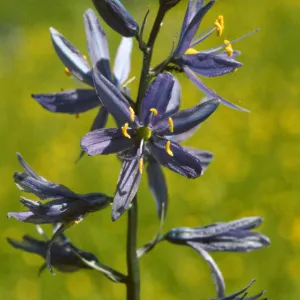 Camassia