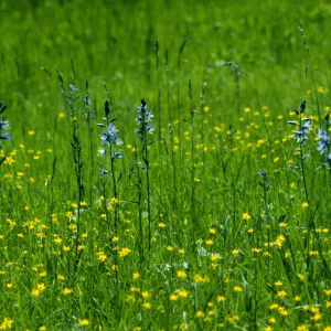 Camassia