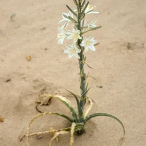 Hesperocallis