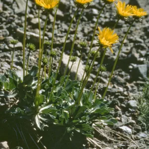 Enceliopsis covillei