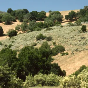Malacothamnus jonesii