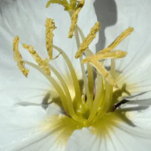 Oenothera californica