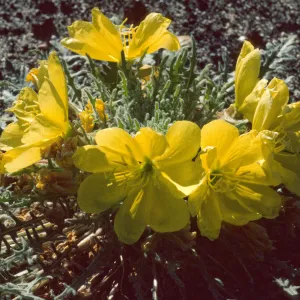 Oenothera primiveris