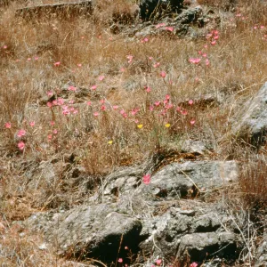 Clarkia