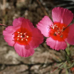 Clarkia