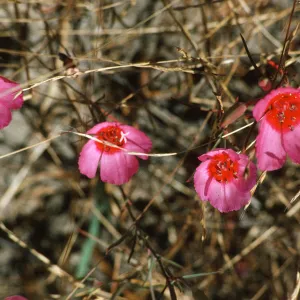 Clarkia