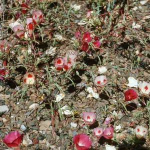 Clarkia speciosa