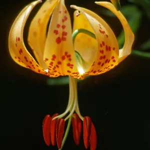 Lilium pardalinum