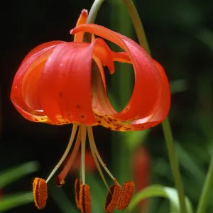 Lilium pitkinense