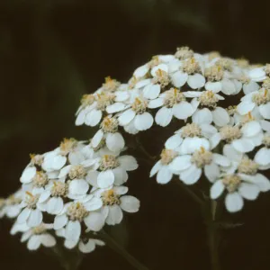 Achillea lanulosa