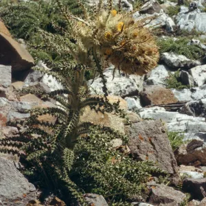 Cirsium scopulorum