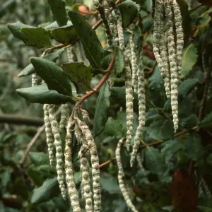 Garrya elliptica