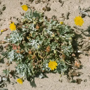 Malacothrix incana