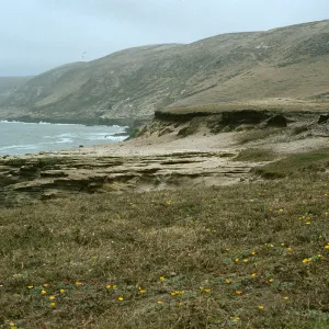 Malacothrix indecora site