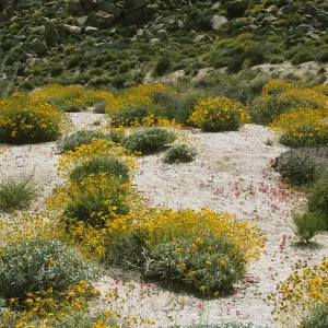 Encelia farinosa