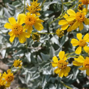 Encelia farinosa
