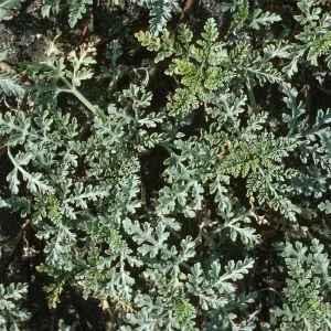 Ambrosia chamissonis
