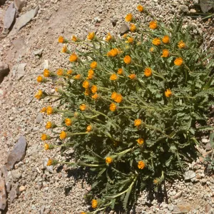 Hulsea algida