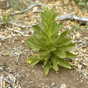 Hulsea heterochroma
