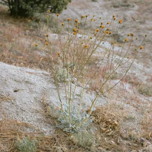 Hulsea vestita callicarpha
