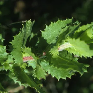 Hazardia squarrosa