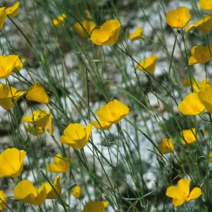 Eschscholzia parishii