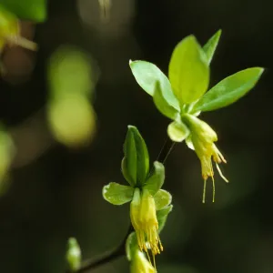 Dirca occidentalis