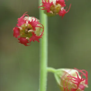 Tellima grandiflora