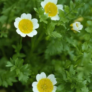 Limnanthes douglasii