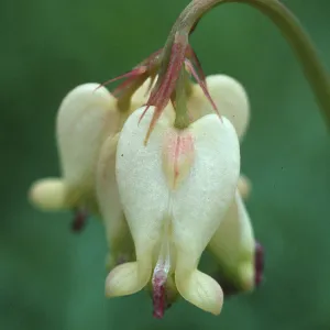 Dicentra formosa oregona