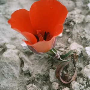 Calochortus kennedyi