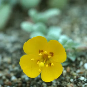 Camissonia