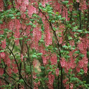 Ribes (Currant, Gooseberry )in bloom