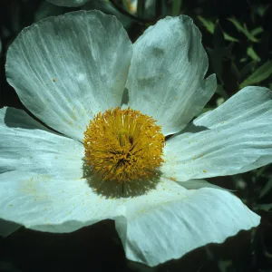 Romneya coulteri flower