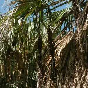 Washingtonia filifera