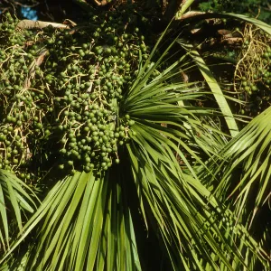 Washingtonia palm, with fruiting inflorescences