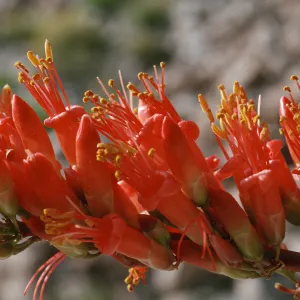 Fouquieria splendens