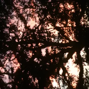 Quercus lobata