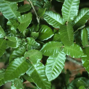 Quercus tomentella leaves
