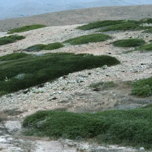 Quercus pacifica