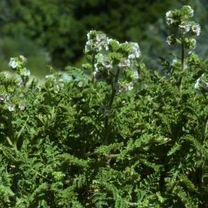 Phacelia ixodes, Canon de la Mina