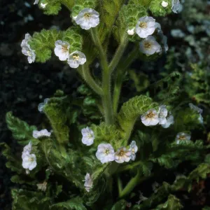 Phacelia ixodes, San Martin Is.