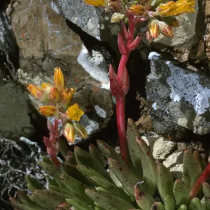 Dudleya linearis