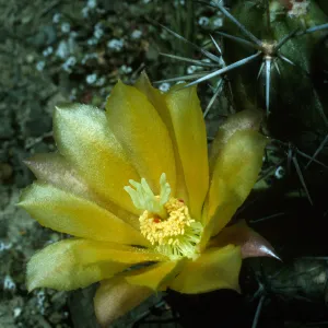 Echinocereus maritimus