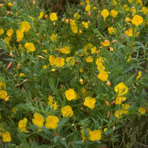 Oenothera, SE end, Natividad Isl.