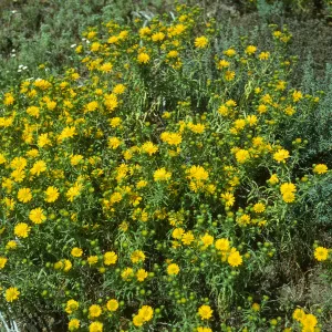 Hemizonia streetsii