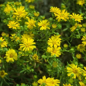 Hemizonia streetsii